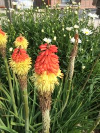 Flowers blooming in back yard