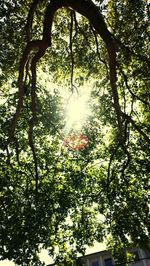 Low angle view of trees