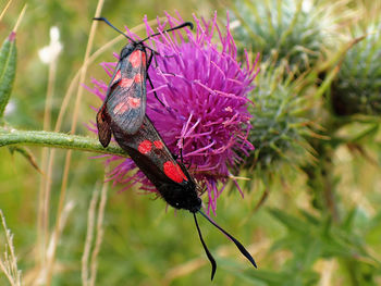 Close-up of insect on thistle flower