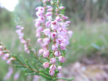 Close-up of pink flowering plant