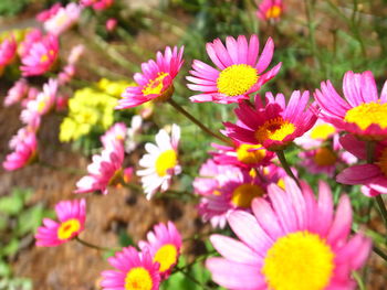 Close-up of pink flowering plants