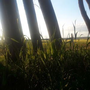 Plants growing on grassy field