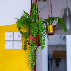 Ferns on macrame hanging pot. air purifying plants for home, indoor houseplant.