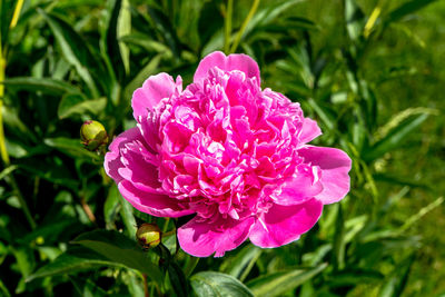 Close-up of pink flowering plant