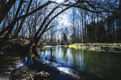 Scenic view of lake against trees in forest