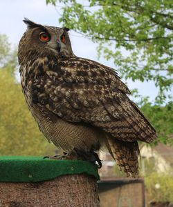 Eagle owl bubo bubo