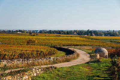 Scenic view of field against clear sky. scenic view of vineyard during autumn 