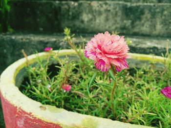 Close-up of pink flower in pot