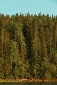 Pine trees in forest against clear sky