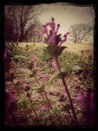 Pink flowers blooming on field