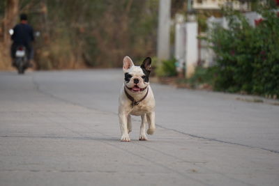 Portrait of dog on footpath