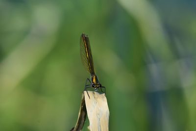 Close-up of dragonfly on leaf