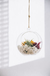 Succulent decorative colorful plants inside hanging spherical transparent glass terrarium in light room