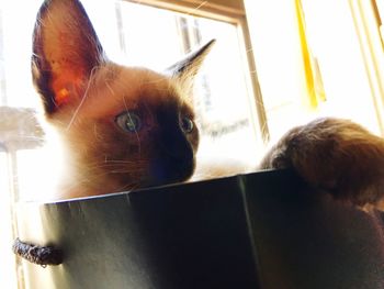 Close-up portrait of cat by window