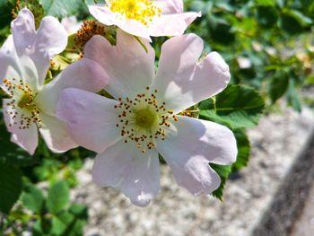 Close-up of white flowering plant