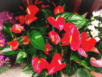 Close-up of red flowers