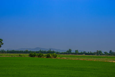 Scenic view of field against clear sky