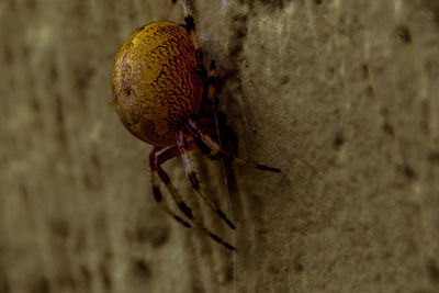 Close-up of insect