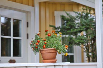 Potted plant by window in yard