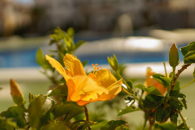 Close-up of yellow flowering plant