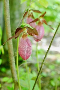 Close-up of pink flower