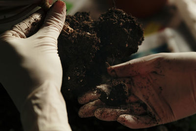 Person holding soiled plant with gloves