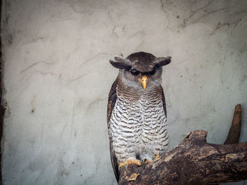 Barred eagle-owl perching on branch against wall