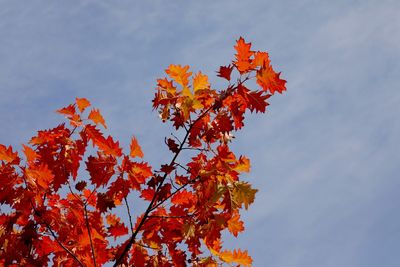 Low angle view of maple tree against sky