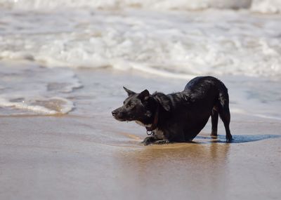 Black dog looking at sea shore