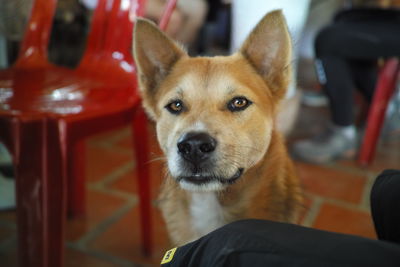 Close-up portrait of dog at home