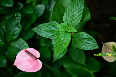 Close-up of green leaves on plant