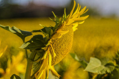 Close-up of yellow flowering plant