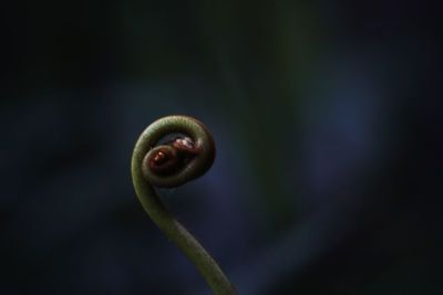 Close-up of snail on plant