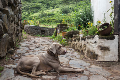 Dog looking to plants 