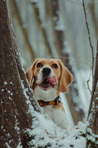 Portrait of dog in snow