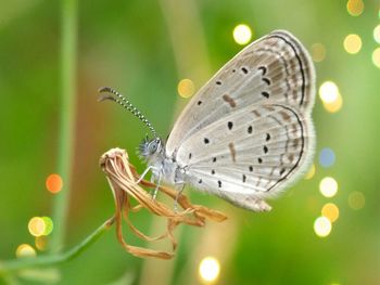 Close-up of butterfly perching on leaf