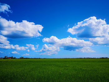 Scenic view of agricultural field against blue sky