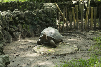 View of an animal on field