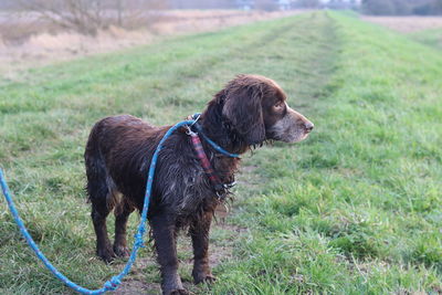 Dog standing on field