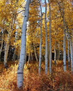 Trees in forest during autumn