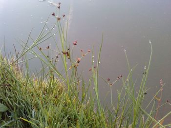 Plant growing in water