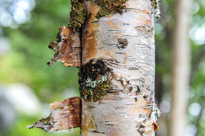 Close-up of insect on tree trunk