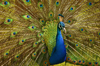 Peacock with vibrant display of colour