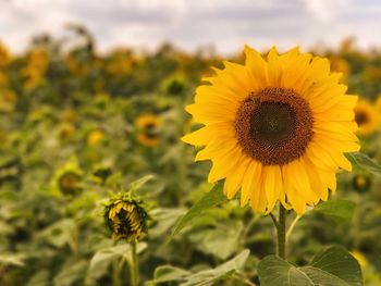 Close-up of bee on sunflower blooming in field