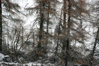Bare trees in forest during winter