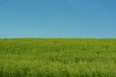 Scenic view of field against clear sky