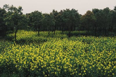 Flowers growing in field