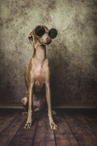 Dog wearing sunglasses sitting on wooden floor against wall