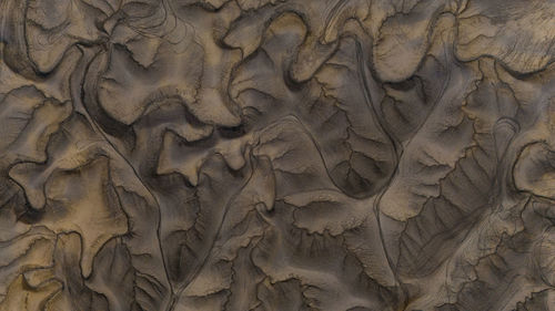 Full frame shot of tree trunk