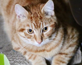 Close-up portrait of a cat